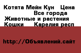 Котята Мейн Кун › Цена ­ 15 000 - Все города Животные и растения » Кошки   . Карелия респ.